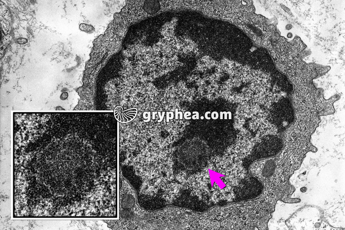 Noyau et nucléole MET x10000 - gryphea.com